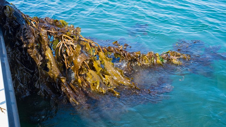 Seeing the Potential in Seaweed